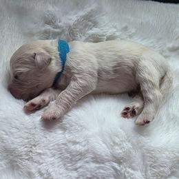 Baby Boy Light Blue - Light golden male Golden Retriever puppy in Clarksville, Tennessee from 255 Goldens