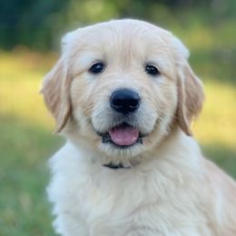 Golden Retrievers from Vale Goldens