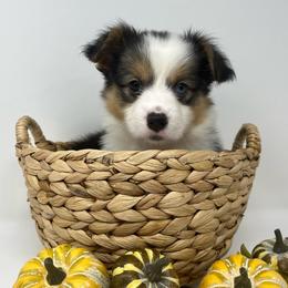 Millie - Black and tan female Pembroke Welsh Corgi puppy in Waco, Texas from The Comma Corgis