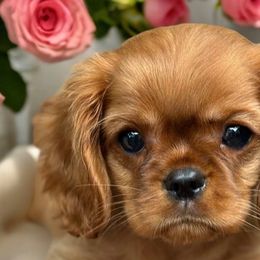 Biewer Terriers, Cavalier King Charles Spaniels, Cavatzus, and Shih Tzus from Rocky Oak Cavaliers & Biewer Terriers LLC