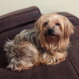 Lilly - Yorkshire Terrier