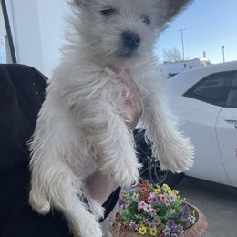 Poodle and West Highland White Terrier Puppies from JJs Puppies of the Carolinas