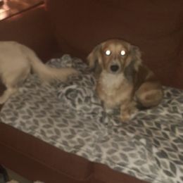 Dachshunds from Darling Dachshund