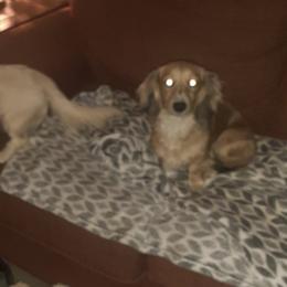 Dachshunds from Darling Dachshund