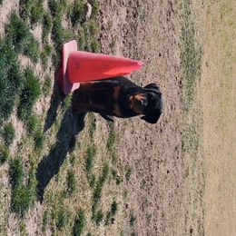 Rottweiler Puppies from Gottlïchen Rottweilers
