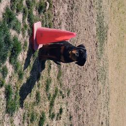 Rottweiler Puppies from Gottlïchen Rottweilers