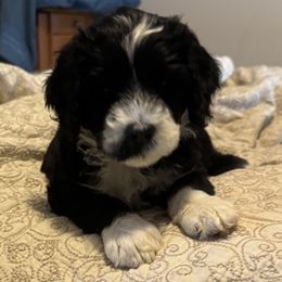 Girl 1 - Portuguese Water Dog puppy from Aarbelle’s Portuguese water dogs