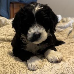 Girl 1 - Portuguese Water Dog puppy from Aarbelle’s Portuguese water dogs