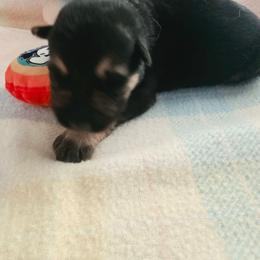 Boy 3 - Black and tan male German Shepherd puppy in Leon, West Virginia from Heart2Heart Kennels
