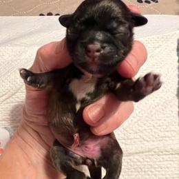 Pink collar - Brindle and white female Shorkie puppy in Mays Landing, New Jersey from Fancy Paws Shorkies & Shih Tzus