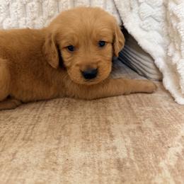 Black Color Boy - Dark golden male Golden Retriever puppy in Loma Rica, California from BloomingPuppies