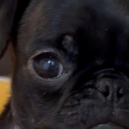 Jullia - Black female Pug puppy in Indian Trail, North Carolina from Love Pugs
