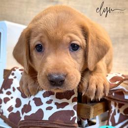Teal Female - Yellow female Labrador Retriever puppy in Franklin, Virginia from Oak Hollow Retrievers