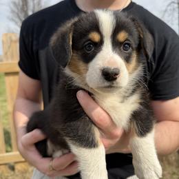 Clover - Black and tan male Pembroke Welsh Corgi puppy in Paxton, Illinois from McGovern Family Corgis