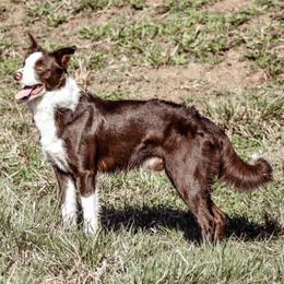 Border Collies from M&D Border Collies