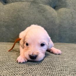 Male puppy pick 2 - Light golden male Golden Retriever puppy in Colville, Washington from Columbia Ridge Goldens