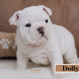 Dolly - White Bulldog puppy in Sabinal, Texas from Cazares Royal Lineage Bulldogs