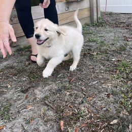Boy 2 - Golden Retriever puppy in Ocala, Florida from Rosebud Goldens