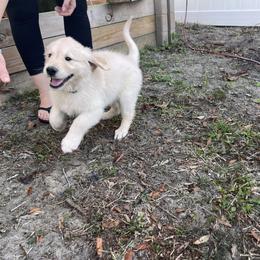 Boy 2 - Golden Retriever puppy in Ocala, Florida from Rosebud Goldens