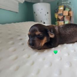 Ranger - Red male Dachshund puppy in Tuscaloosa, Alabama from Watermelon Doxies