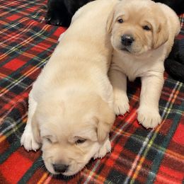 Labrador Retriever Puppies from Sacandaga Labrador Retrievers