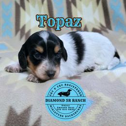 TOPAZ - Piebald male Dachshund puppy in Columbia, Louisiana from Diamond 5R Ranch AKC & CKC Miniature Dachshunds