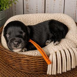 Mila - Black female Miniature Schnauzer puppy in Magalia, California from NorCal Schnauzers