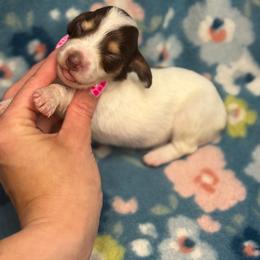 Bashful AKC - Piebald female Dachshund puppy in Oklahoma City, Oklahoma from Barrett’s Doxie Farm