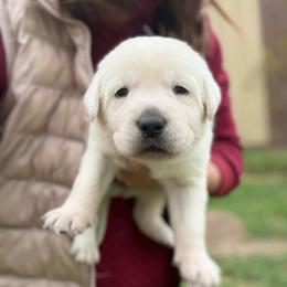 Kabetogama - purple collar- first pick female Emily Kist - Yellow female Labrador Retriever puppy in Isanti, Minnesota from Four Corners Family Labs