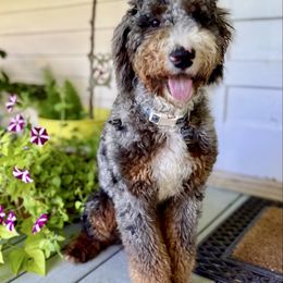 Atlas - Bernedoodle