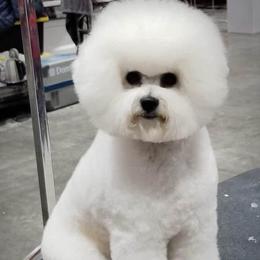 Bichon Frise puppies from Almaza Bichons