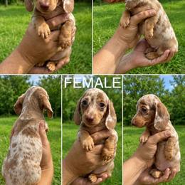 Chocolate Dapple girl - Dapple female Dachshund puppy in Oklahoma from Wild Weenies - Dachshund Ranch