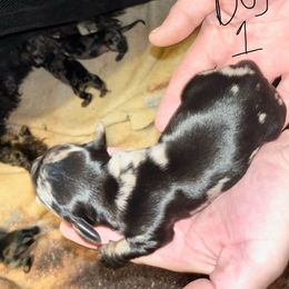 Boy 1 - Dapple male Dachshund puppy in Oshkosh, Wisconsin from Tammy’s  Mini Dachshunds