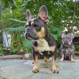 Meadow - French Bulldog