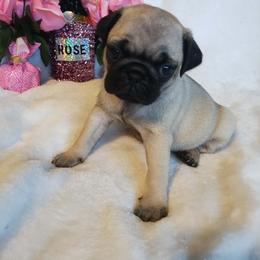Hazel: If she doesn't get adopted pretty quick I will probably just keep her - Fawn female Pug puppy in Blountsville, Alabama from Rock Springs Pugs