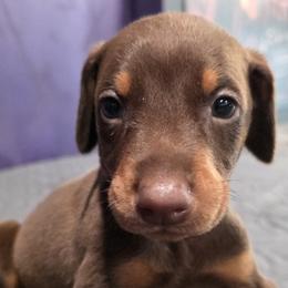 Red boy - Red and rust male Doberman Pinscher puppy in Houston, Texas from Draggin Dobermans & Great Danes