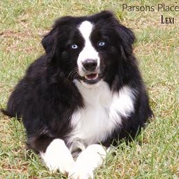 Lexi - Miniature Australian Shepherd