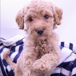Pink - Cream female Labradoodle puppy in Lexington Park, Maryland from SUNNY SIDE DOODLES