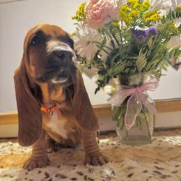 Rosie - Mahogany and white female Basset Hound puppy in Pilot Mtn, North Carolina from Lowdown Love Basset Hounds