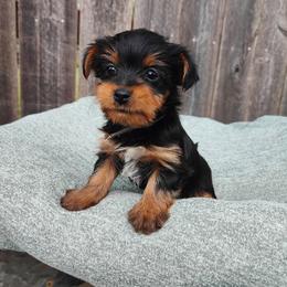 Mr. Grey - Black and tan male Yorkshire Terrier puppy in Woodway, Texas from The Yorkie Empire