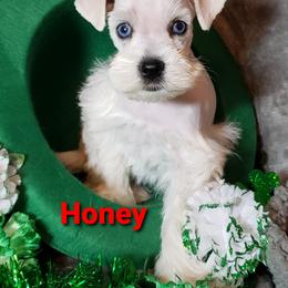 Miniature Schnauzer Puppies from Mountain View Schnauzers