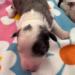 Boy 4 - Blue merle male Aussiedoodle puppy in Reddick, Florida from Cooper’s Mini Doodles