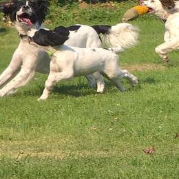 Riley - White and black male English Springer Spaniel puppy in Palisade, Colorado from Bigfoot's Kennel