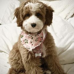 Goldendoodle Puppies from DayDream Doodles