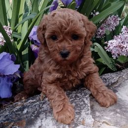Poodles from Poodle Grace