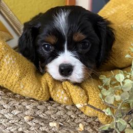 Heath - Tri-color male Cavalier King Charles Spaniel puppy in Kidder, South Dakota from Continental Cavaliers