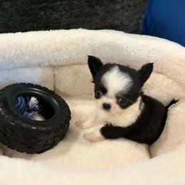 Puppy 1 - Black and white male Chihuahua puppy in Springfield, Missouri from Casadelopez Tails