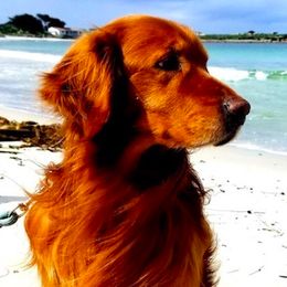 Preacher - Golden Retriever