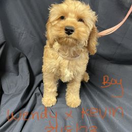 Cockapoo, Cocker Spaniel, and Poodle Puppies from Camic Cockapoos