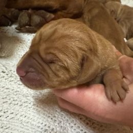 Girl 3 - Golden rust female Vizsla puppy in Windsor, Maine from Pleasant Ridge